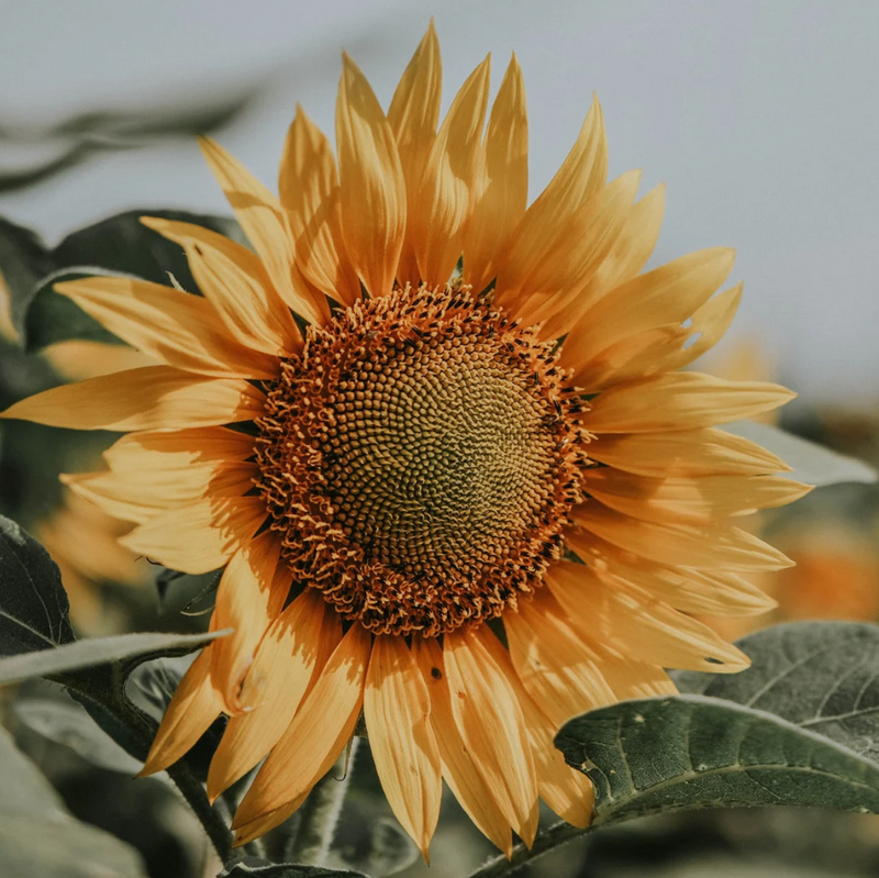 Yellow Jade Healing Properties Harnessing Joy, Harmony & Happiness